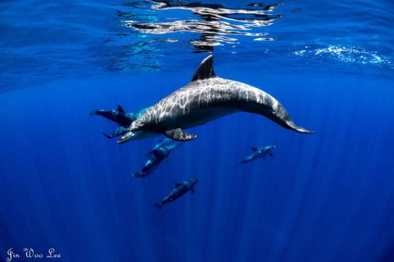 Diving Japan's Ogasawara Islands 2018-07-17-JWLOgasawara07