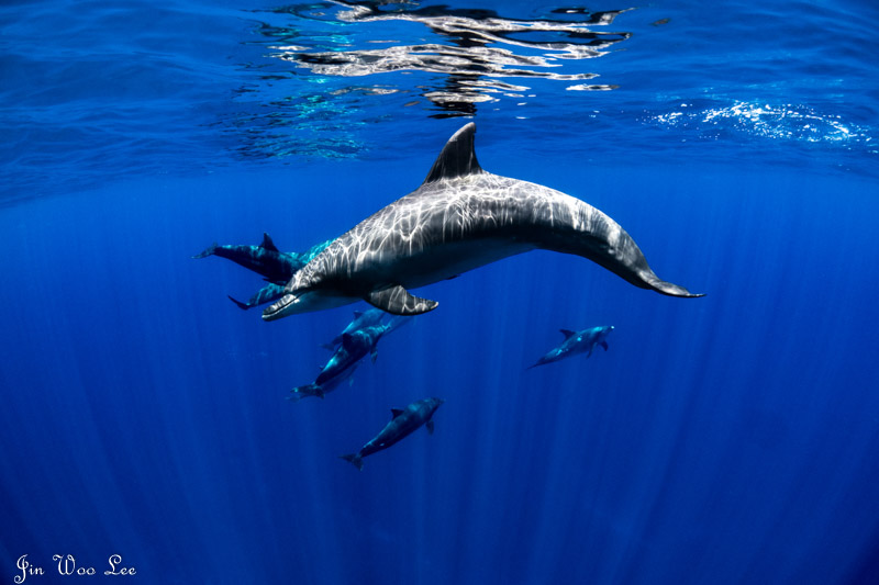 Diving Japan’s Ogasawara Islands