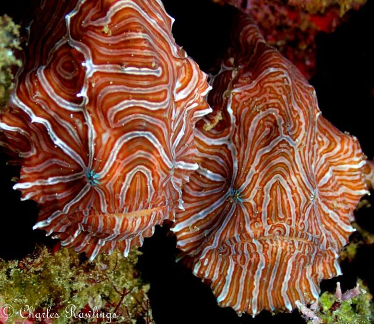 DSLR and TG-5: A New Level of Underwater Photography 2018-07-22-CRD80TG5-08