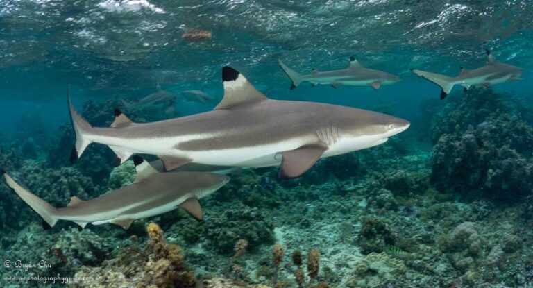 Diving French Poly: Moorea, Bora Bora, and Huahine 2018-12-03-BCFrenchPoly16