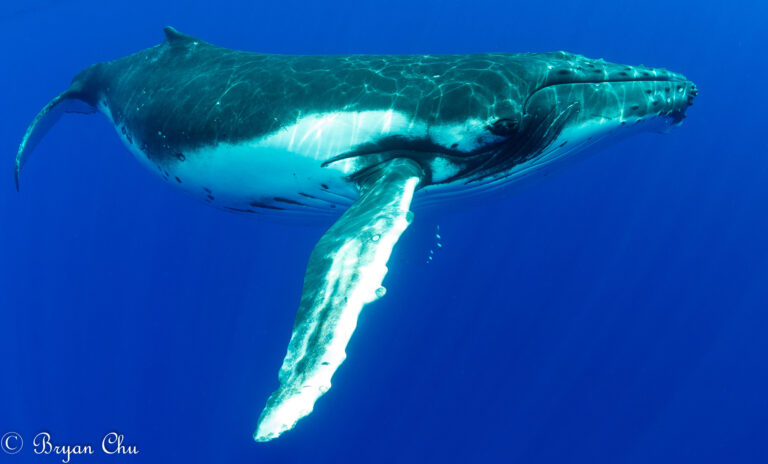 20180925 - Moorea Humpbacks FB (13 of 70)