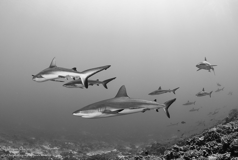 Fisheyed in Fakarava – Premiere Shark Diving