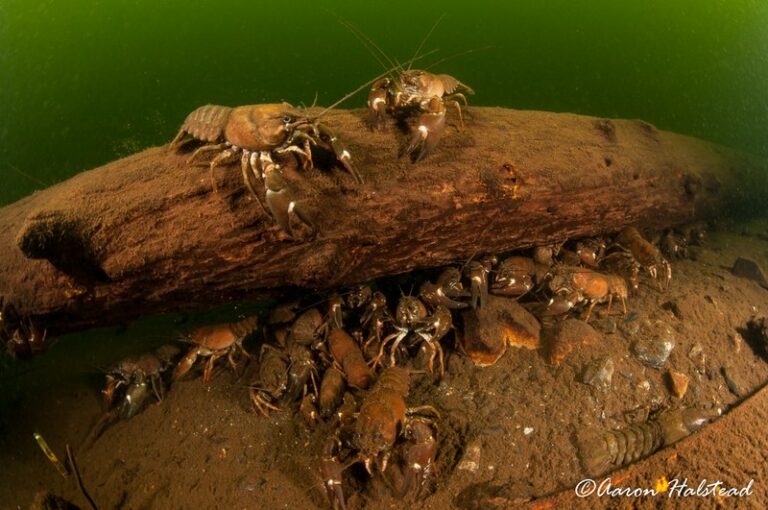 Ice and Altitude Diving (with bonus crayfish) 2018IceDiving09
