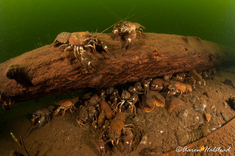 Ice and Altitude Diving (with bonus crayfish)