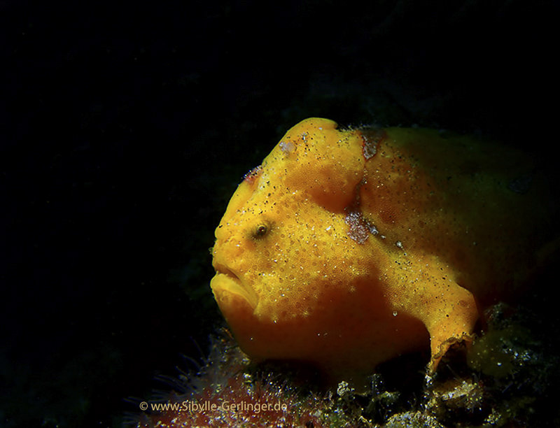 2019-04-04-SGSImpleTG508