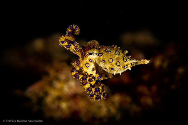 Cephalopods of Okinawa, Japan 20190429-BHCephalopodsOkinawa01