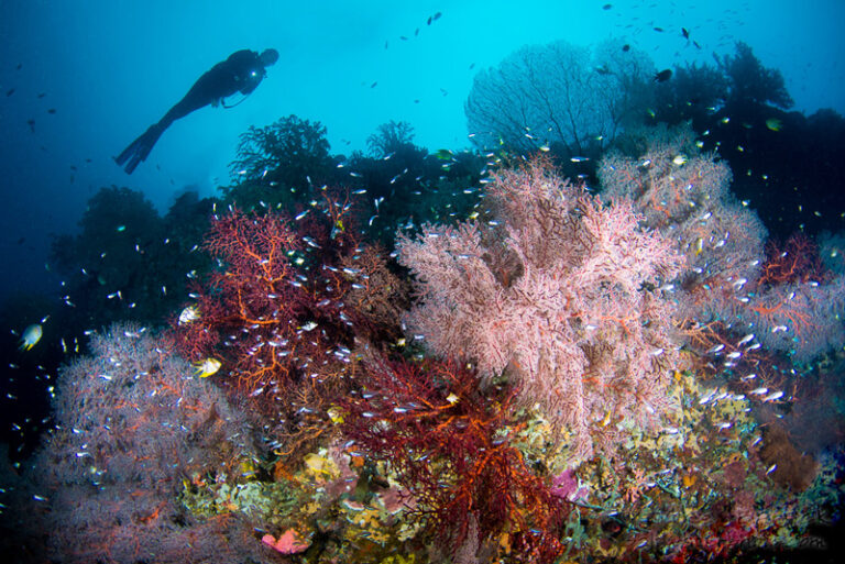 Nikon D500 Review with Sea & Sea MDX-D500 Housing 5-WA_Ligpo_SM