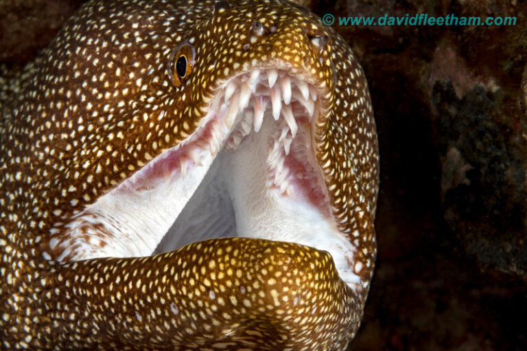 Review: Canon 5D Mk IV with Ikelite Dry Lock Port System 5d-mkiv-review-fleetham-9