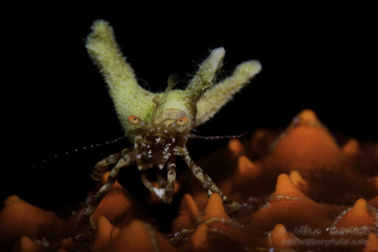 Secret Macro Subjects of the Sea of Cortez 6-Deco crab