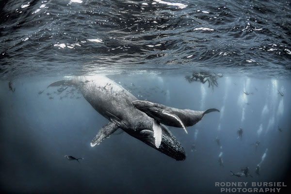 The Circle of Life at Socorro 6-Putting-on-a-showSocorro