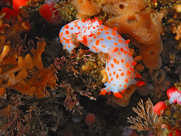 60mm_macro_lens_underwater