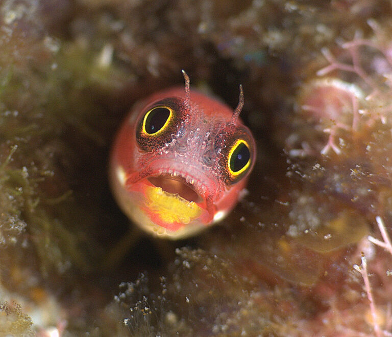 Knowing your Subject: its Habits, Habitat and Behavior 8-Mex-B-blenny