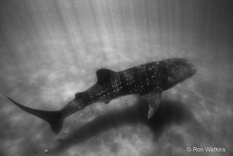 Top 10 Reasons to Dive the Sea of Cortez 9_ronwatkins