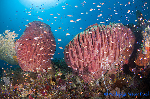 Alor: Indonesia's Secret Gem ALOR-30