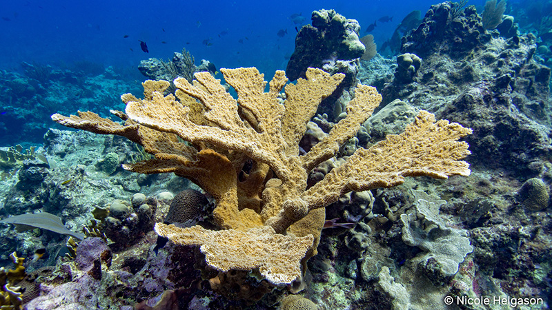 Acropora-elkhorn-coral-1