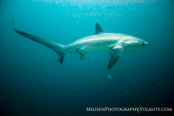 5 Reasons to Dive Malapascua Alopias-vulpina-2-small-uwpg