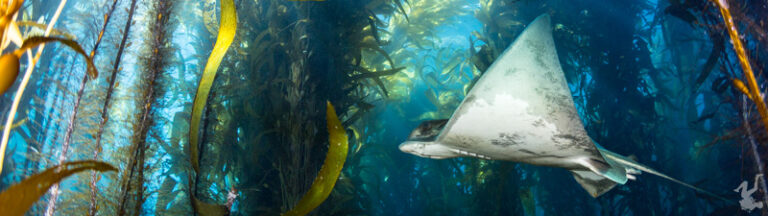 Enhancing your Images with Photoshop Bat-Ray-Kelp-Forest-800