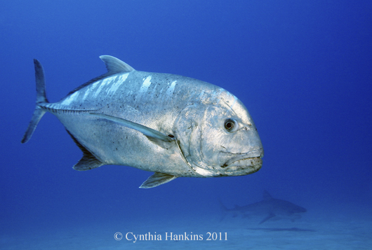 Featured Artist: Cynthia Hankins CH-Ci-hi-001-sm