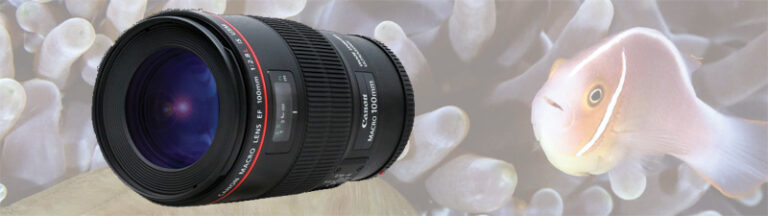 Canon 100mm Macro Lens Underwater Photos Canon-100mm-macro-lens-underwater