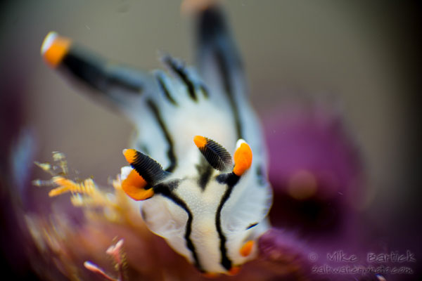 Caption-7-Pika-chu_Shallow-3