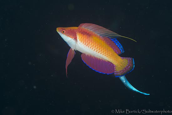 Caption-7-ferry-wrasse