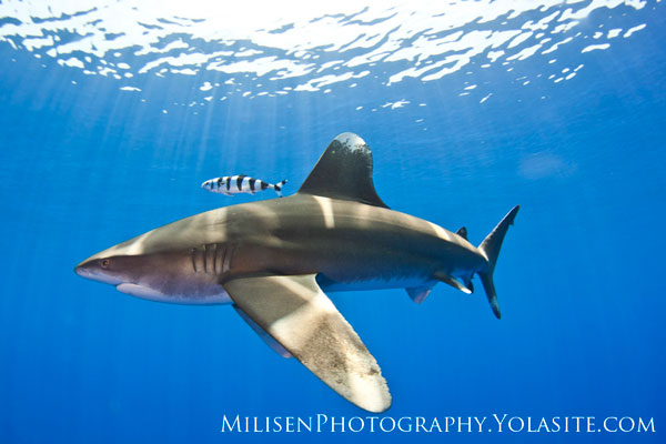 Encounter with an Oceanic Whitetip Shark Carcharhinus-longimanus-7-watermarked