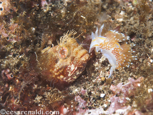 Nudibranch Self Defense in Action CesareNaldi_Sequence_UWPG_01162014_4