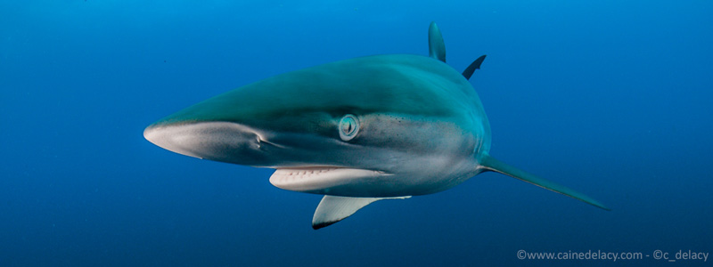 Copyright-Caine-Delacy-2015-4035v2