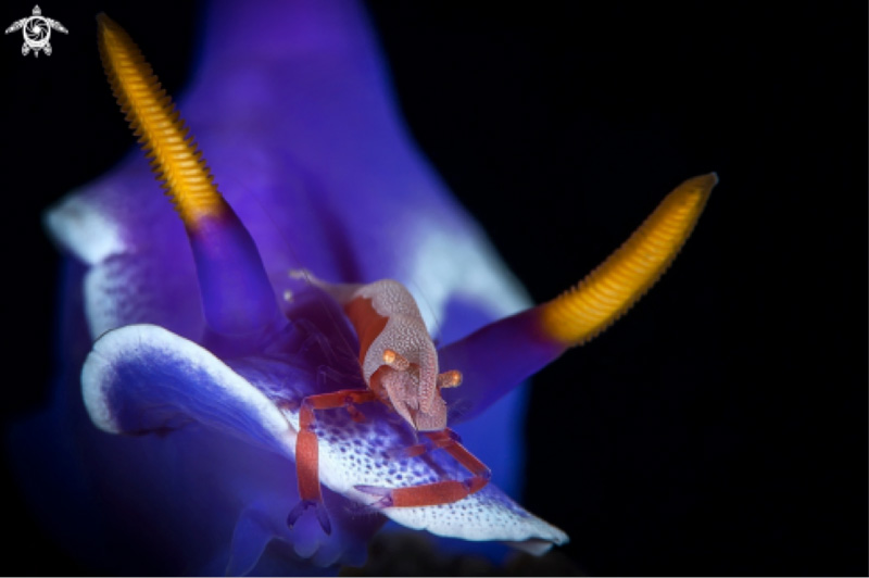 Deep-Visions-Stefano-Scortegagna