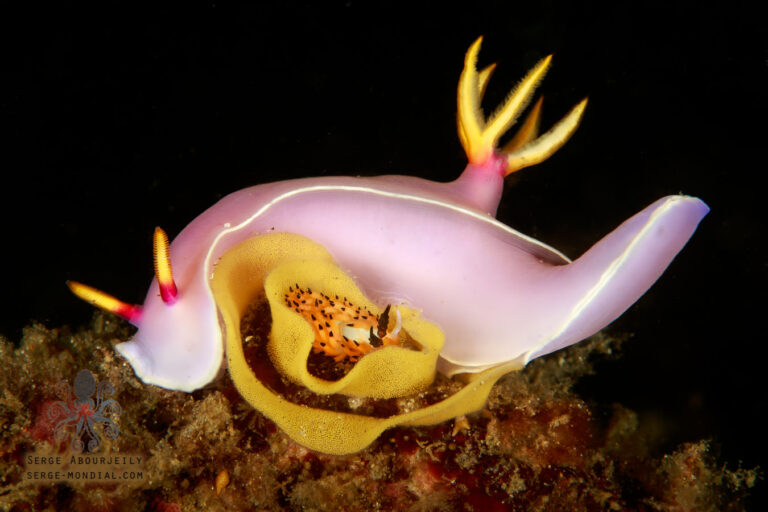 Tips for Capturing Marine Life Behavior Eggs-Feeding_Nudies