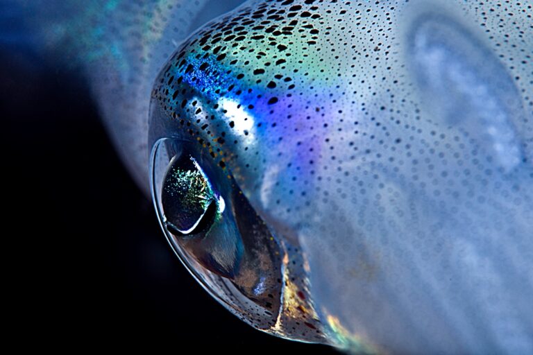 The Squid Eye: Story Behind the Shot ElsVanDenBorre PC1