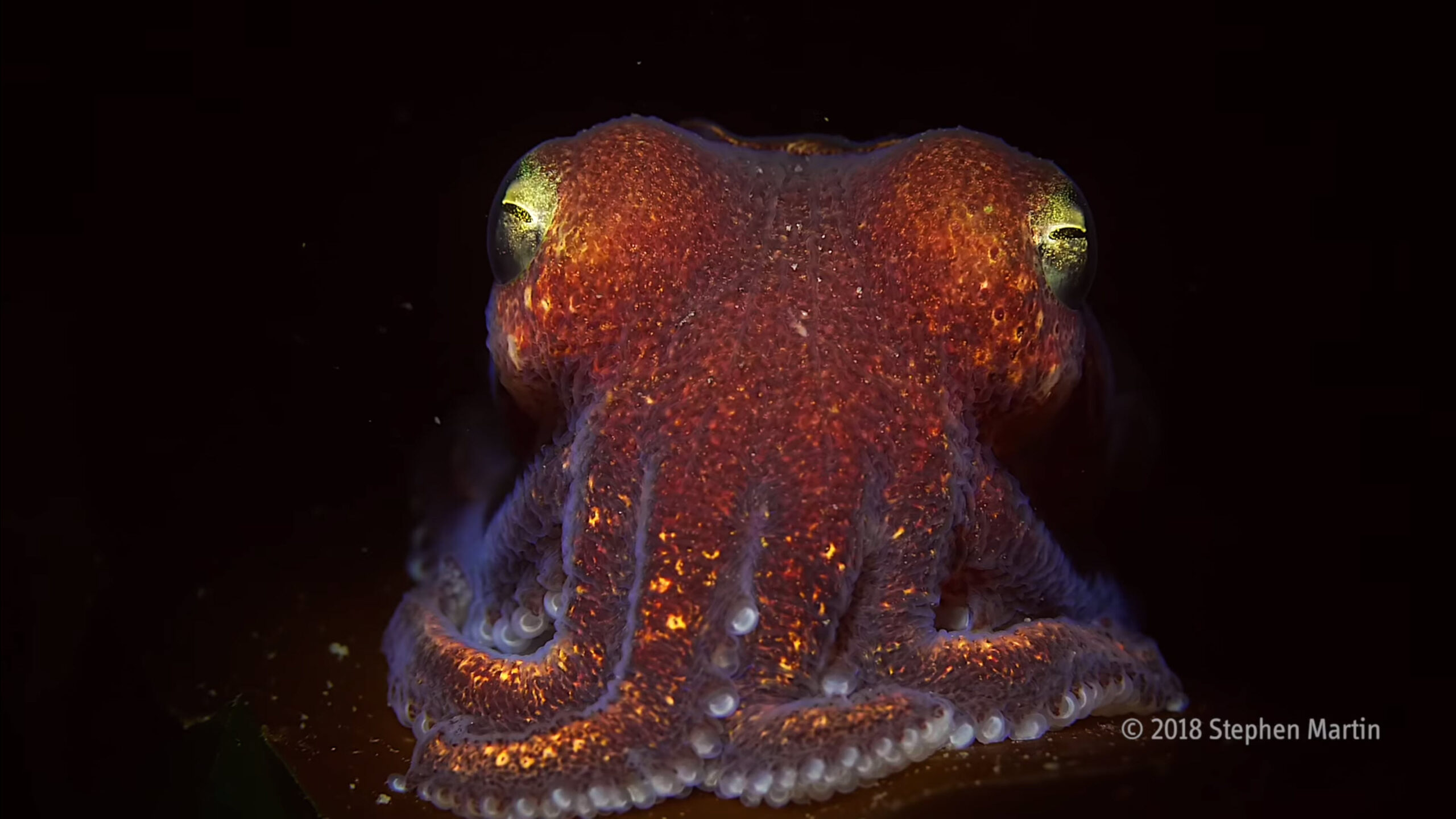 Exploring Salish Sea Cover Photo