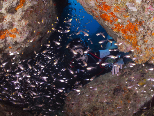 Trip Report: Tioman Island Fan Canyon2