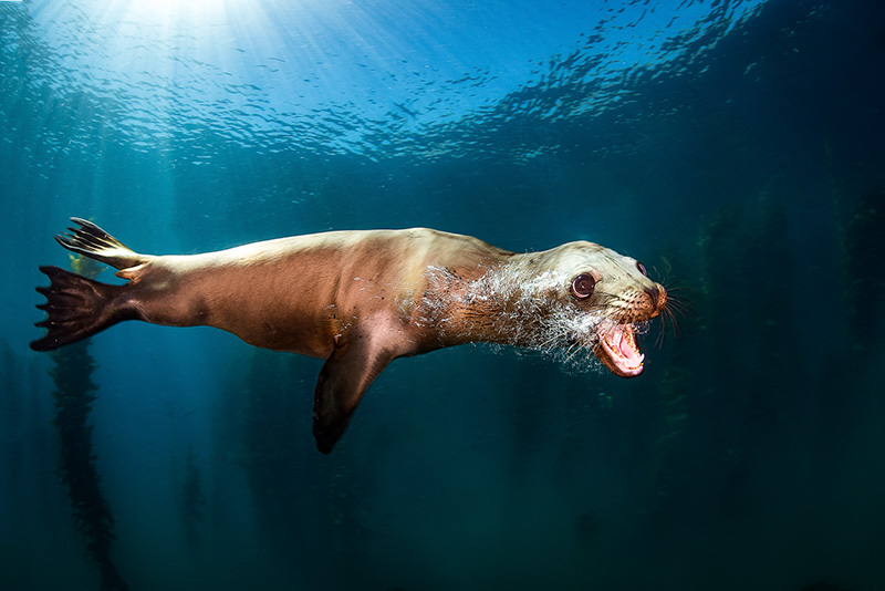 How to Choose Award Winning Images