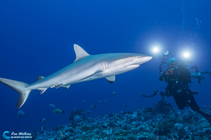 French-Polynesia-Shark