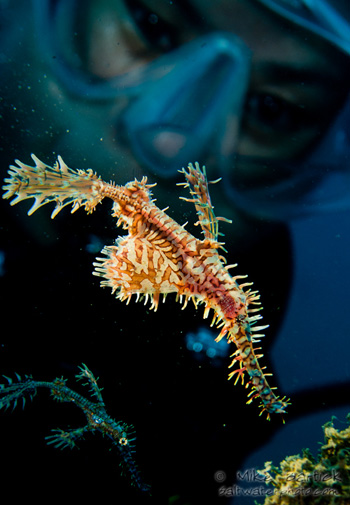 5 Critters You Must See in the Indo-Pacific Ghost_pipefish_with_model