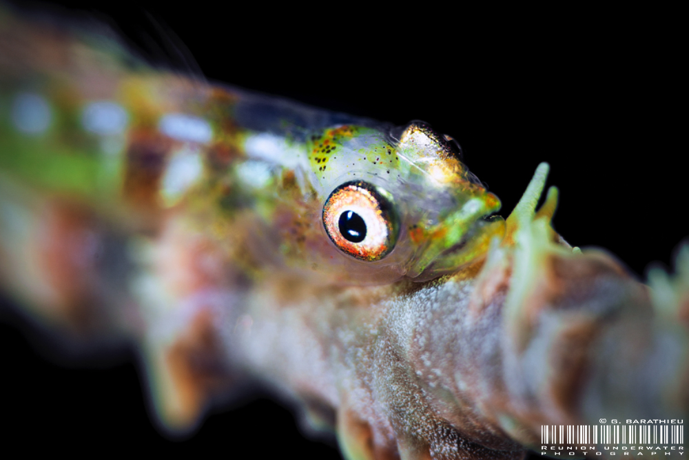 The Quick Guide to Macro Composition Gobi