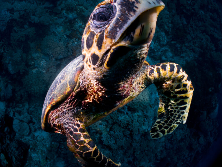Wide-Angle Shots Underwater with Canon G12 Hawksbill Turtle