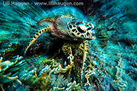 Hawksbill_sm