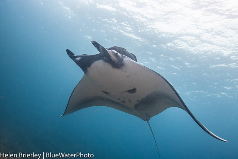 Wide Angle and Macro with the Nikon D850 and D500 in the Sea of Cortez Helen-BrierleyBWP3