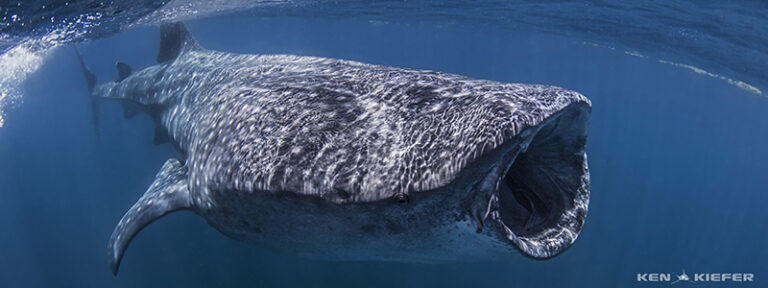 Canon 5Ds Review plus 5D Mark III Comparison _K2_2312k2smallepopr