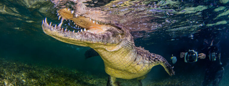 Photographing Crocs: Behind the Scenes Ken-Kiefer-crocs
