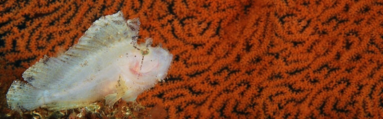 Photo Dispatch from Alor, Indonesia Keynotes-Alor-Image-11-Alor-Header