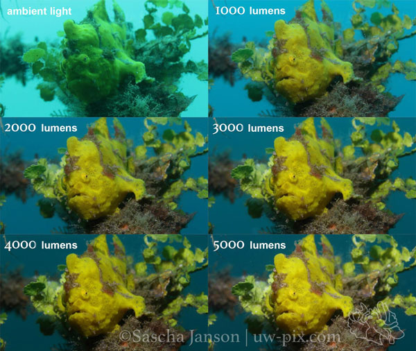 3 Tips for Underwater Macro Video LED_lumen_Frogfish-copy