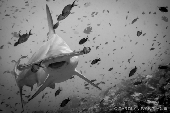 Malpelo in Photos - Sharks & Big Fish Galore MALPELO 03