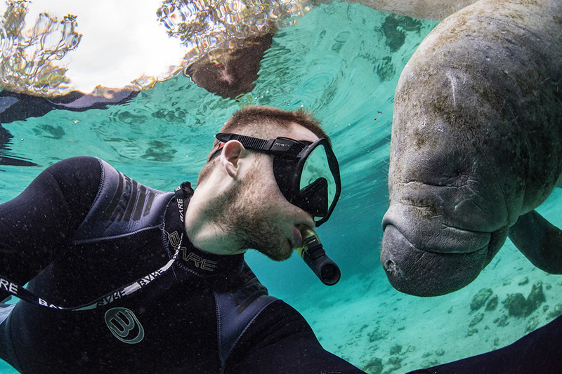 Manatee-Selfie