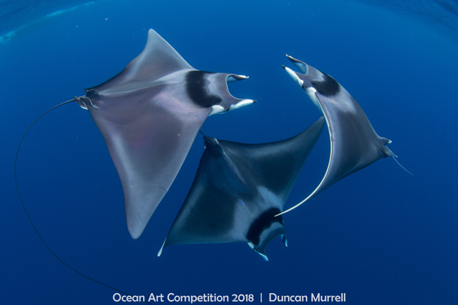 2018 Ocean Art Contest Winners Marine-Life-Behavior_Duncan_Murrell_Courting-devil-ray-ballet