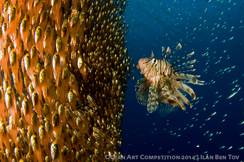 Story Behind the Shot “Lionfish Stares at its Lunch”