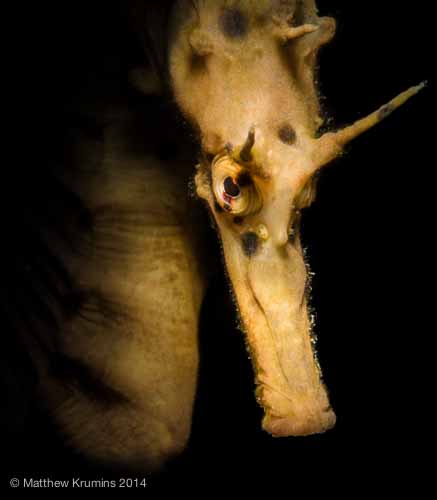 Top 5 Shooting Tips for Underwater Snoots MattKrumins_RyePier-12-20130629