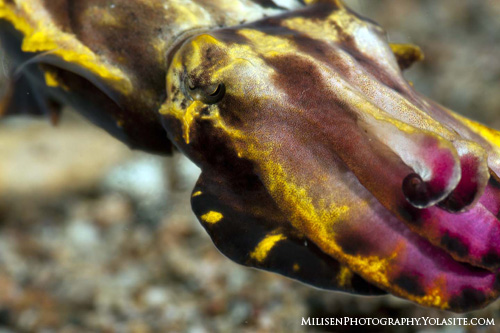 Metasepia pfefferi 5 small uwpg